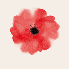 Photo of a poppy